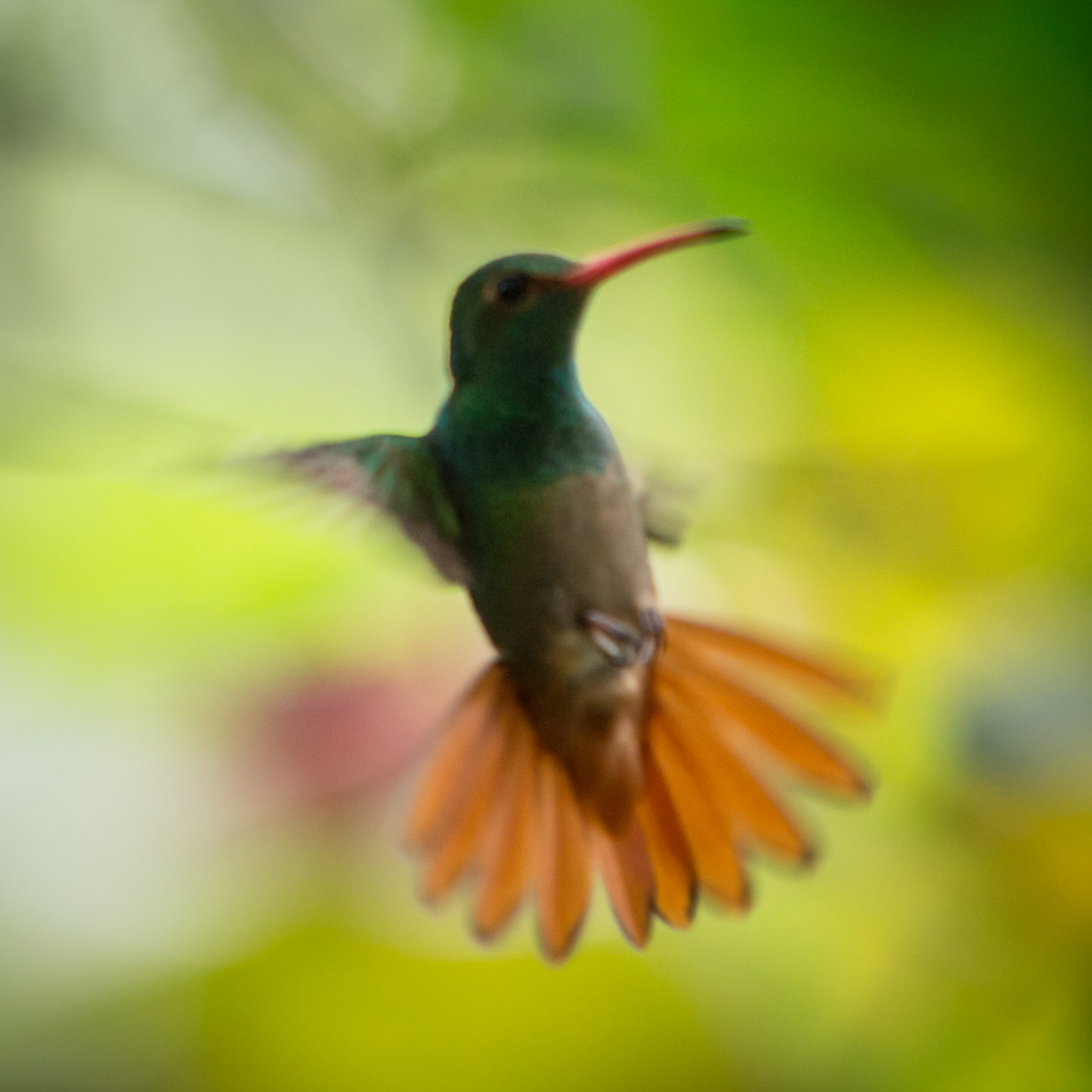 kolibri mindo ecuador